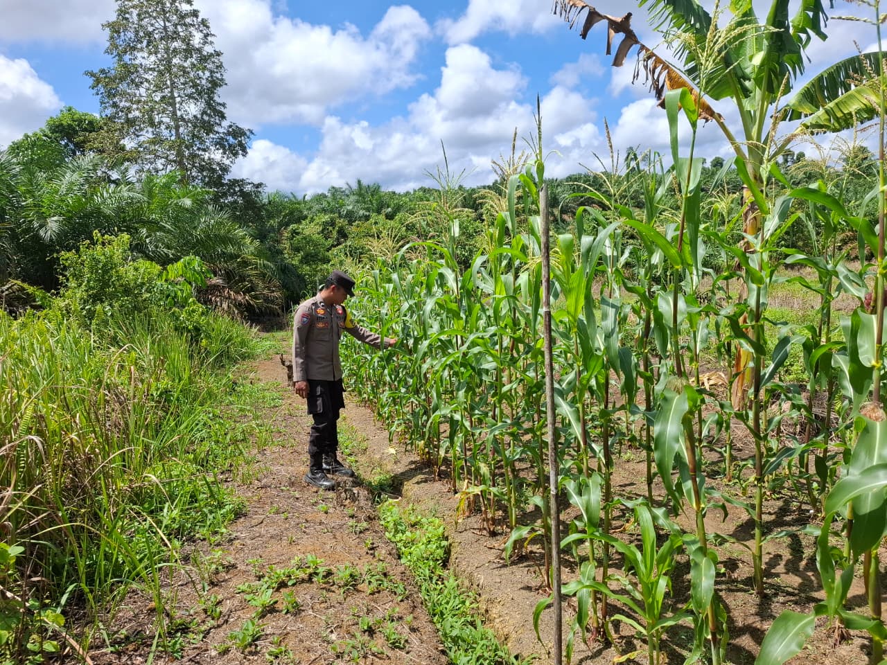 Perkuat Ketahanan Pangan, Bhabinkamtibmas Polsek Lamandau Ajak Warga Tanam Jagung