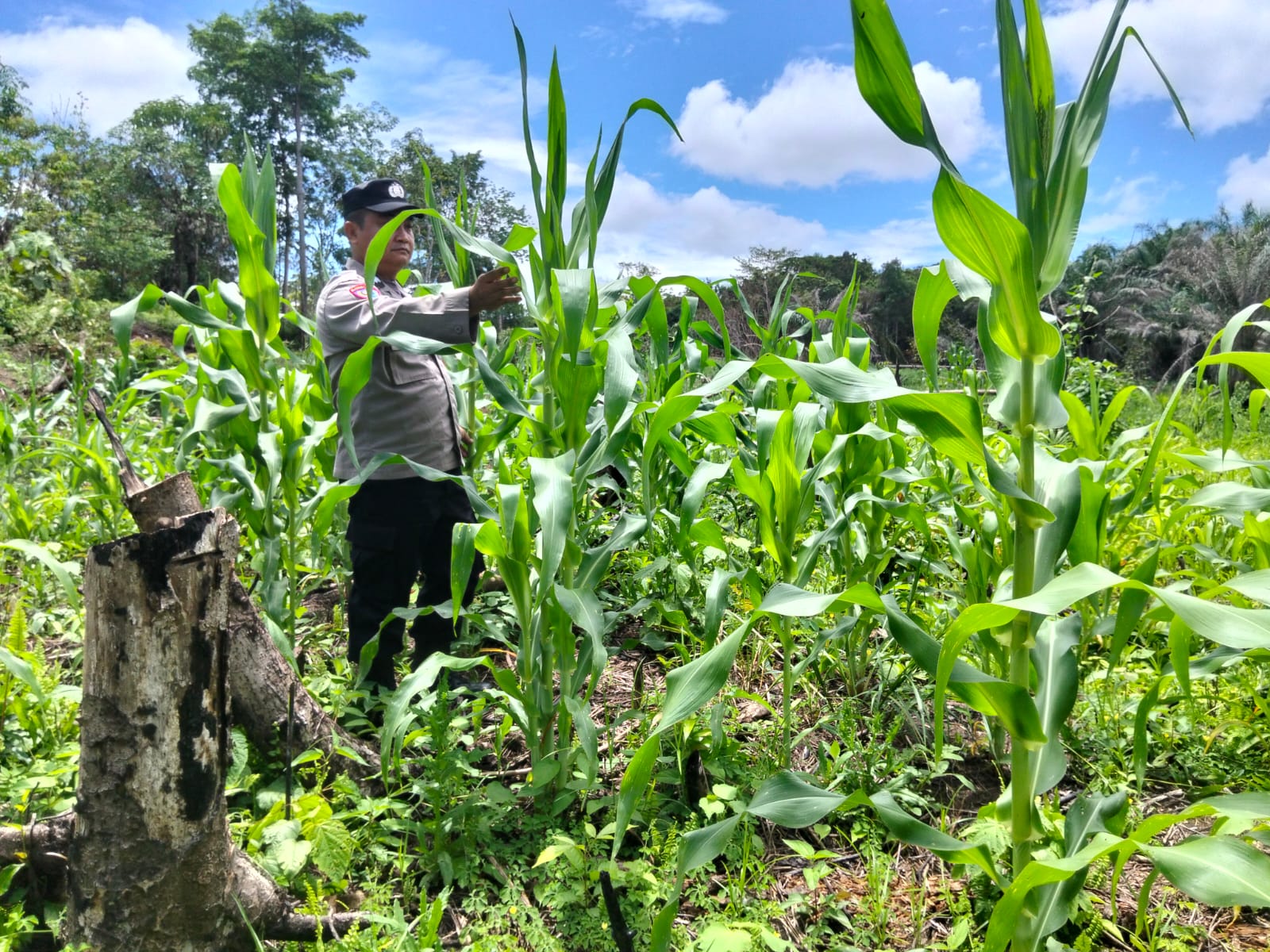 Kawal Pangan Lokal, Polsek Marikit Perkuat Pengelolaan Lahan Produktif Warga