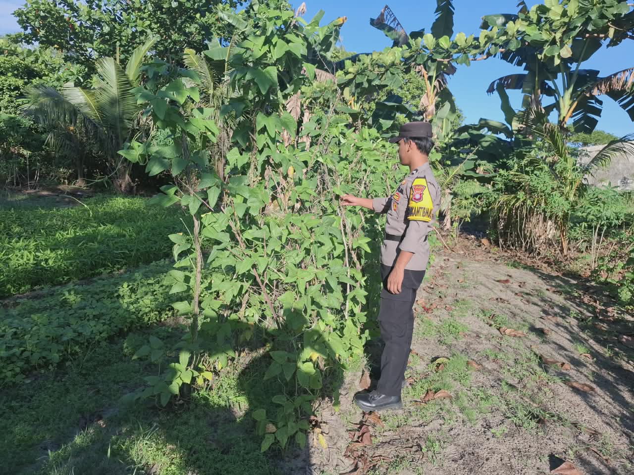 Mendukung ketahanan pangan, Personil Polsek Katingan Kuala cek lokasi pemanfaatan lahan warga berkebun holtikultura