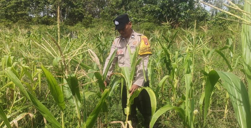 ‎Polsek Tewang Sangalang Garing dan Pulau Malan Imbau Warga Tingkatkan Pemanfaatan Lahan Untuk Ketahanan Pangan