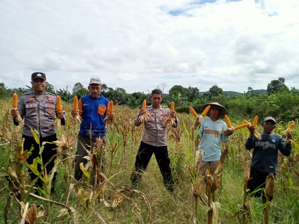 Bhabinkamtibmas dan Kanit Binmas Polsek Bulik Dampingi Panen Jagung Petani Desa Kujan