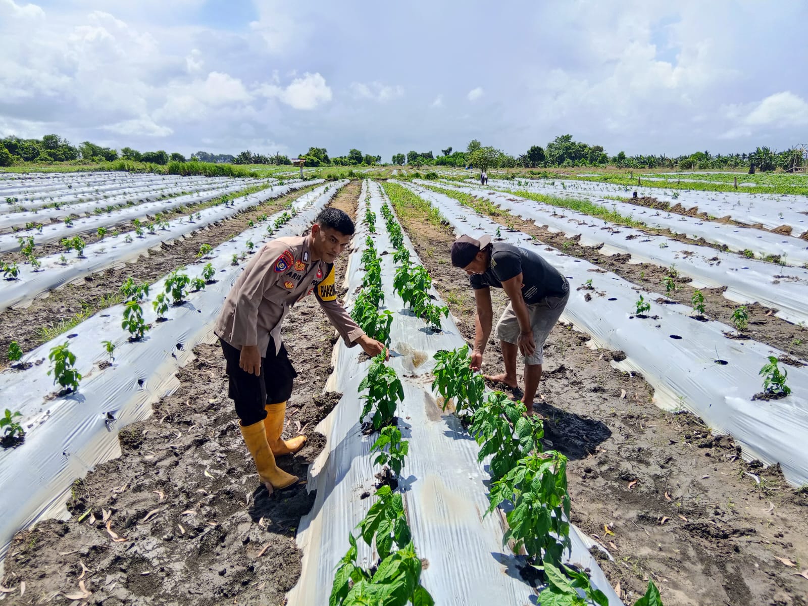 Mendukung ketahanan pangan, Personil Polsek Katingan Kuala cek lokasi pemanfaatan lahan warga berkebun holtikultura.