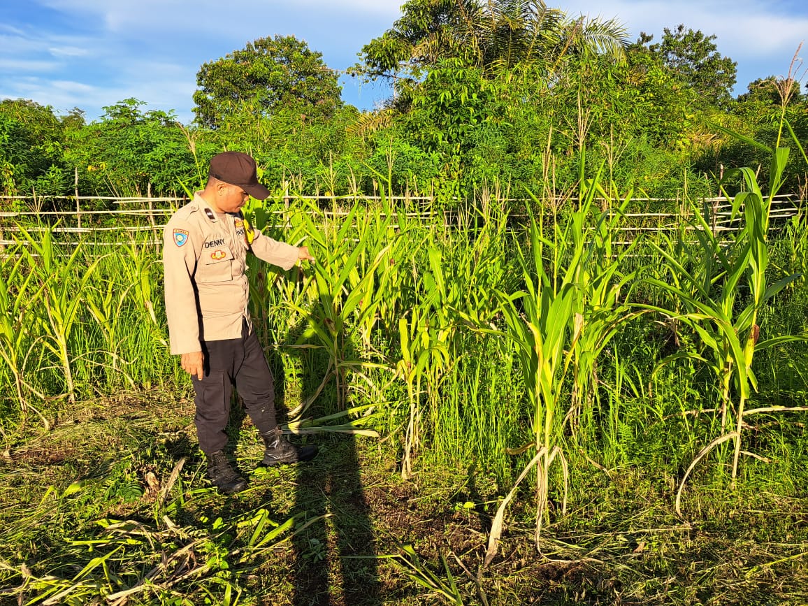 Mendukung Ketahanan Pangan, Personil Polsek Katingan Hulu dan Bukit Raya Cek Lokasi Pemanfaatan Pekarangan Warga.