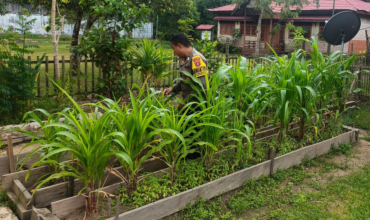 ‎Mendukung Ketahanan Pangan, Personil Polsek Katingan Hulu  Cek Lokasi Pemanfaatan Pekarangan Warga.