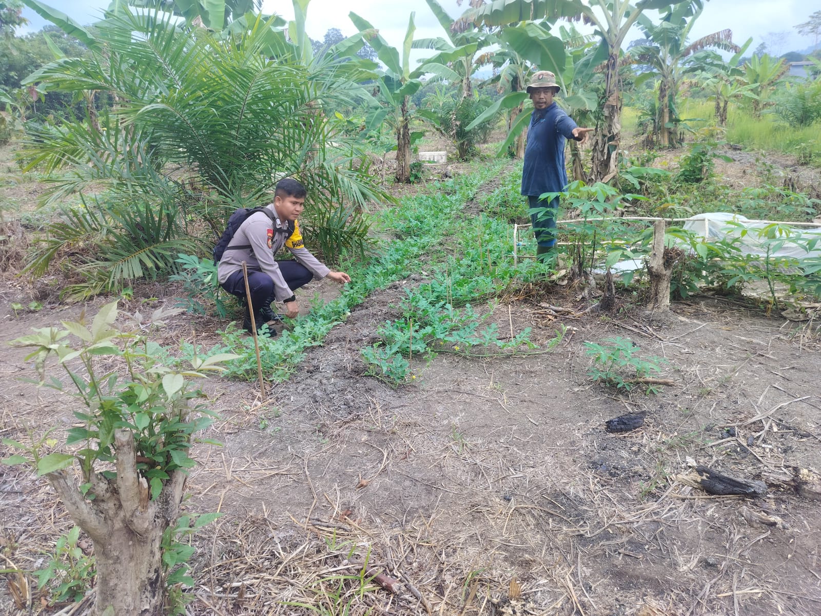 POLSEK DELANG LAKSANAKAN SAMBANG KETAHANAN PANGAN TANAMAN SEMANGKA