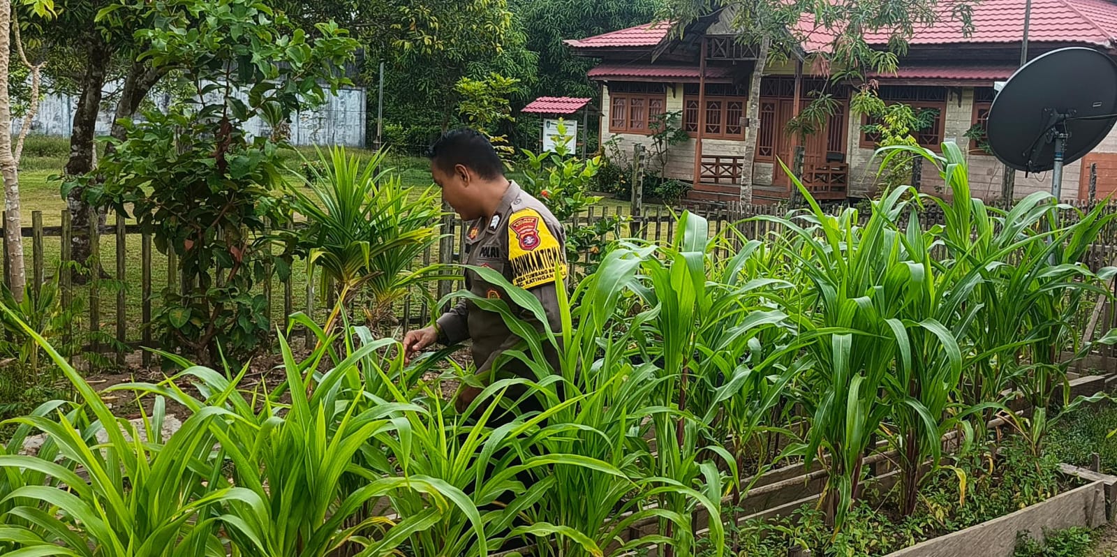 ‎Mendukung Ketahanan Pangan, Personil Polsek Katingan Hulu  Cek Lokasi Pemanfaatan Pekarangan Warga.
