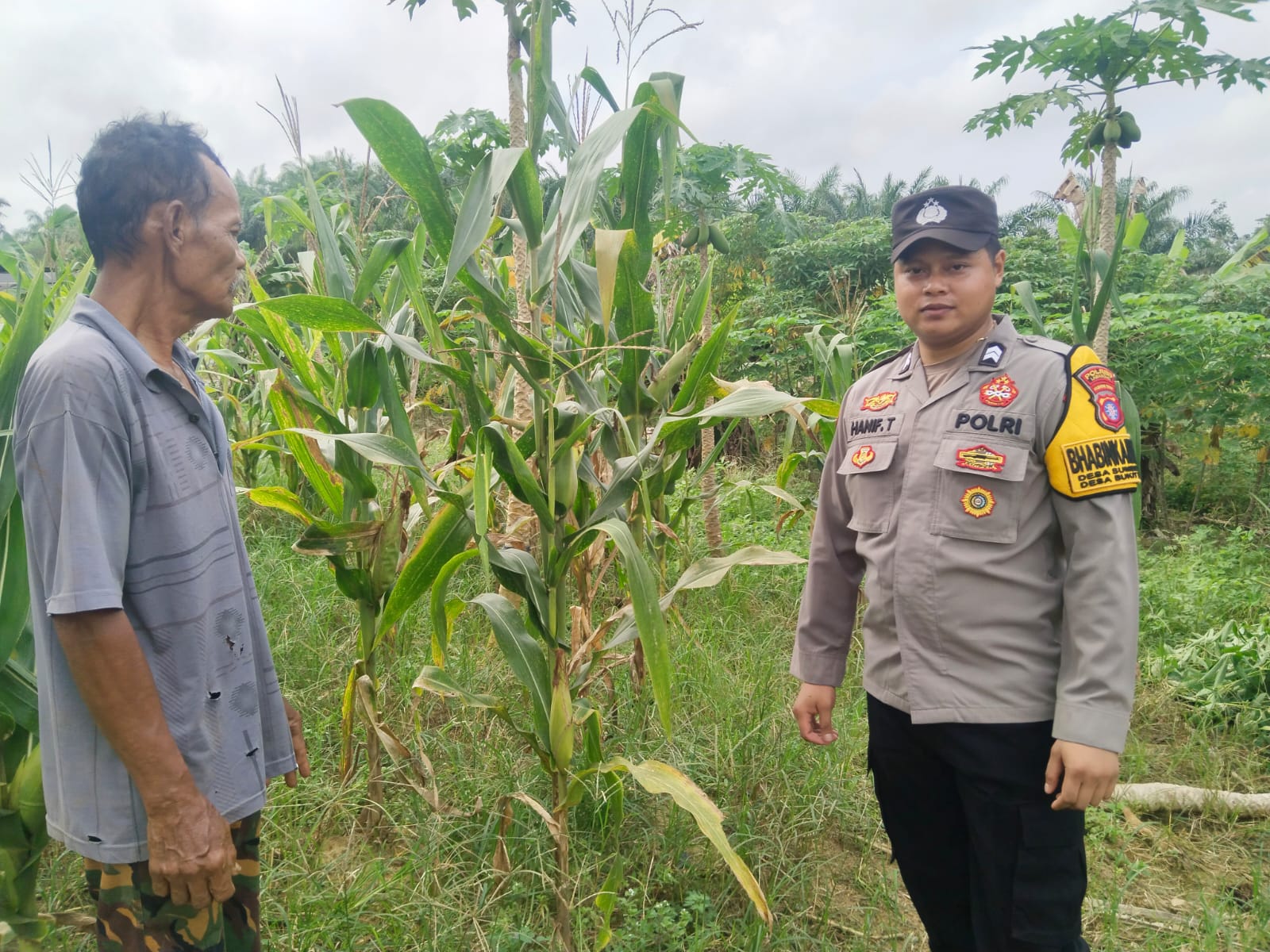 BHABINKAMTIBMAS LAKSANAKAN COOLING SYSTEM KETAHANAN PANGAN DI DESA BUKIT HARUM