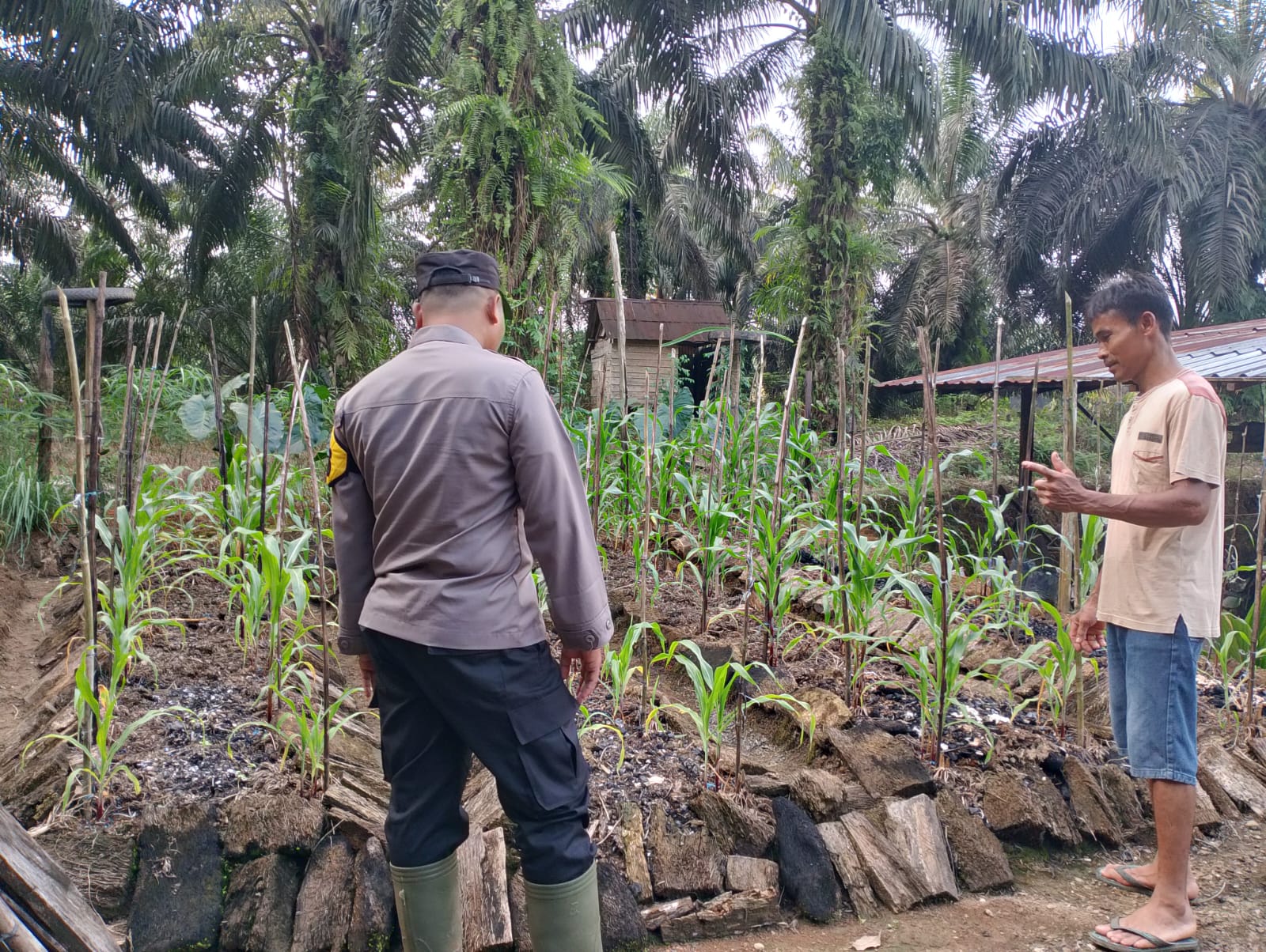 Bhabinkamtibmas Polres Lamandau sambangi pekarangan bergizi, dukung ketahanan pangan keluarga