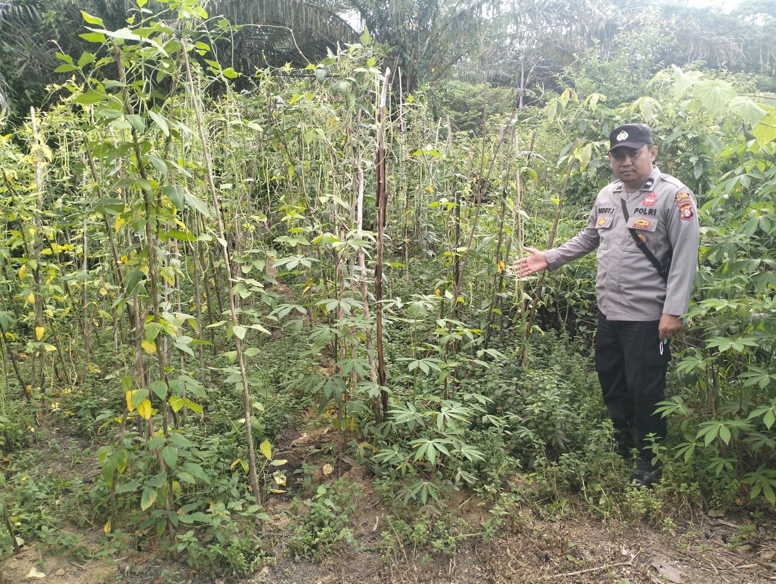 Personil Polsek Marikit Cek Lokasi Pemanfaatan Pekarangan Warga di Kec. Marikit, Kab. Katingan.