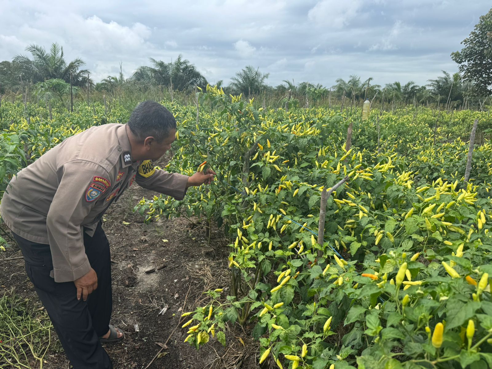 Polsek Tewang Sangalang Garing dan Pulau Malan Imbau Warga Tingkatkan Pemanfaatan Lahan Untuk Ketahanan Pangan